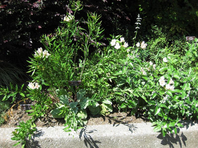 File:IMG 0277 nybg09.jpg