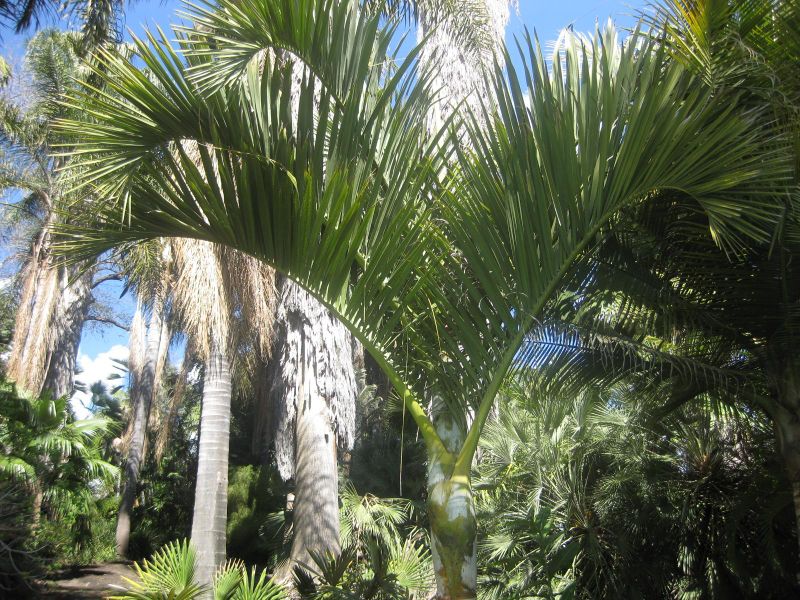 File:IMG 2096 hunt0903.jpg