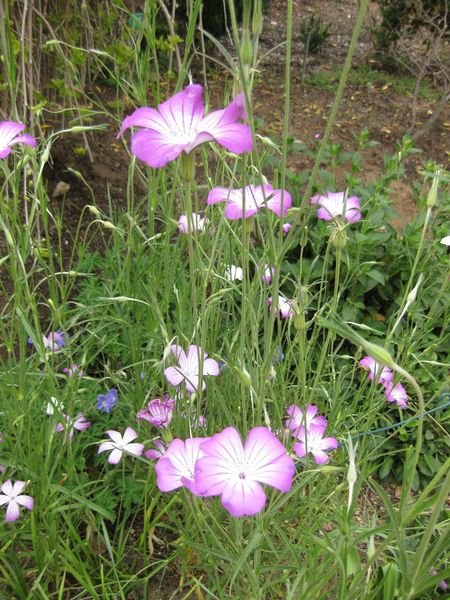 File:IMG 5183 hunt0904.jpg