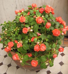 Impatiens with double flowers