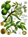 19th century illustration