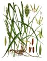 From Köhler's Medizinal-Pflanzen, 1887