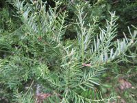 foliage of P. taxifolia