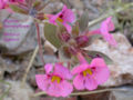 Thumbnail for version as of 20:55, 9 October 2008