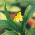 Thumbnail for version as of 13:01, 2 May 2007