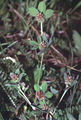 Thumbnail for version as of 08:34, 2 October 2007
