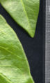 Leaf margins for comparison; Vinca minor above, Vinca major below; note hairless margin of V. minor, hairy margin of V. major.