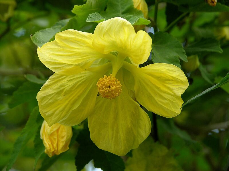 File:1024px-Abutilon x hybridum 'Moonchimes' Flowers 3264px.jpg