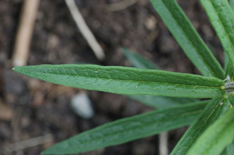 File:1024px-Butterfly Weed Asclepias tuberosa Young Leaf 3008px.jpg