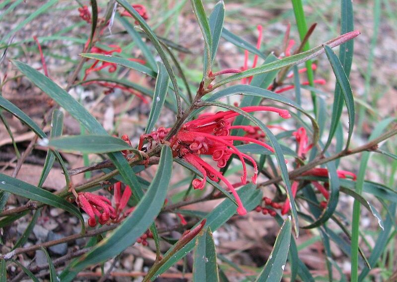 File:1024px-Grevillea dimorpha.jpg