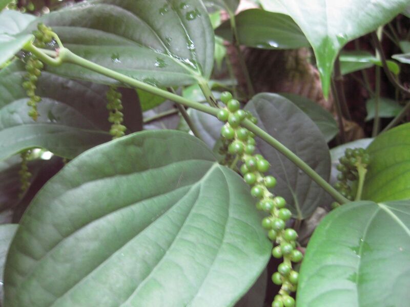 File:1280px-IMG 1147 bbg09.jpg