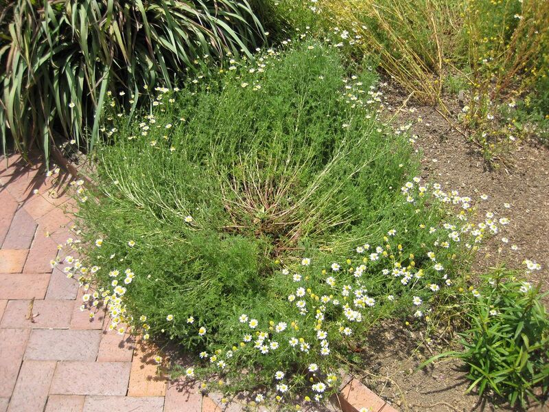 File:1280px-IMG 7691 hunt09jun.jpg