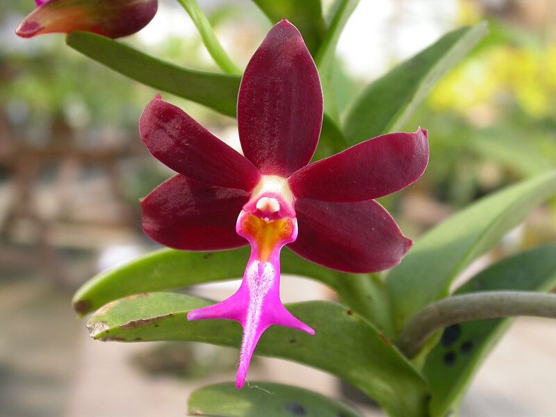 File:1280px-Trichoglottis atropurpurea.jpg