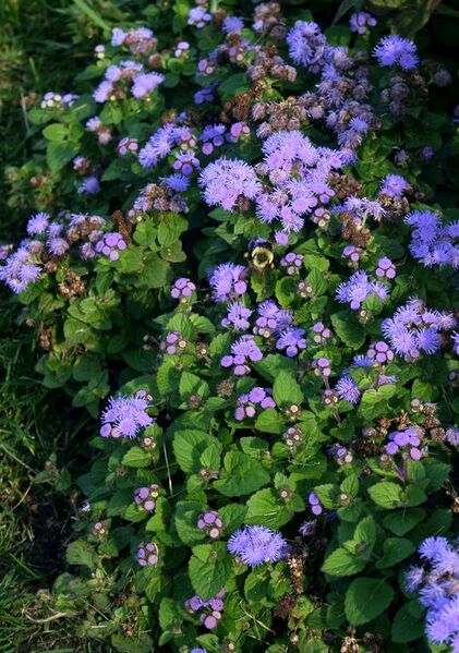 File:540px-Ageratum houstonianum (alverson).jpg