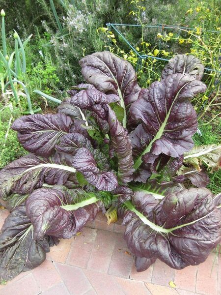 File:576px-IMG 5322 hunt0904.jpg