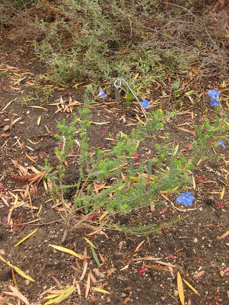 File:576px-IMG 7113 hunt09jun.jpg