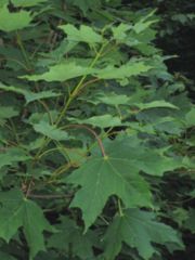 Sugar Maple leaves