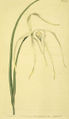 Daddy Longlegs orchid (Brassavola cucullata)