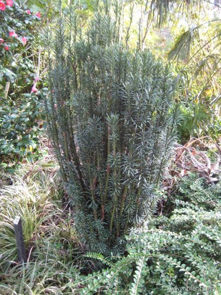 File:Cephalotaxus harringtonia-IMG 7437 sfbg0308.jpg