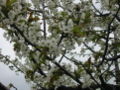 Cherry blossoms