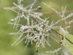 Smoketree flowerhead with fruit and dew droplets
