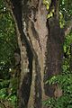 Fruits, leaves & Trunk