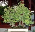 Ginkgo as penjing in the Montreal Botanical Garden]]
