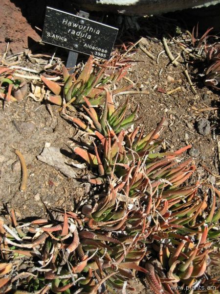 File:Haworthia radula-IMG 0356 hunt07.jpg