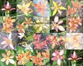 Thumbnail for version as of 17:28, 3 October 2008