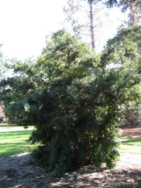 File:Podocarpus macrophyllus-var. maki-IMG 0563 hunt07.jpg