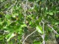 quillaja saponaria