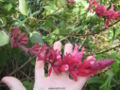 Salvia wagneriana