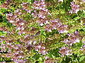 Scutellaria alpina