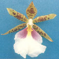 Thumbnail for version as of 10:32, 11 July 2007