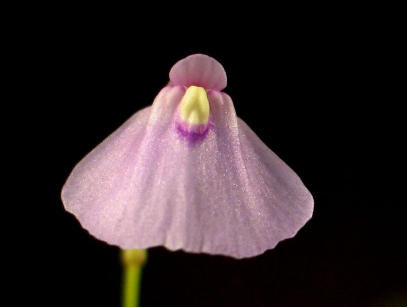 File:Utricularia dichotoma.jpg