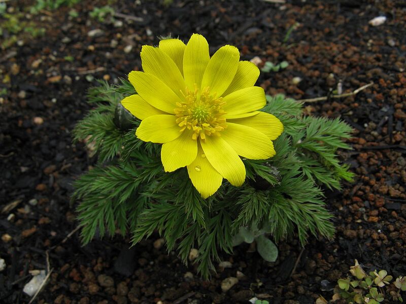 File:1024px-Adonis ramosa3.jpg