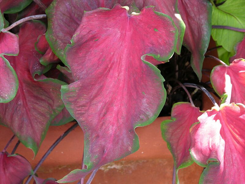 File:1024px-Caladium bicolor 'Florida Red Ruffles' Leaves 3264px.JPG