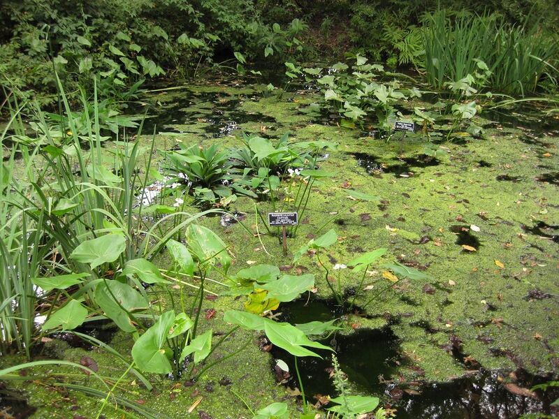 File:1024px-IMG 1438 bbg09.jpg