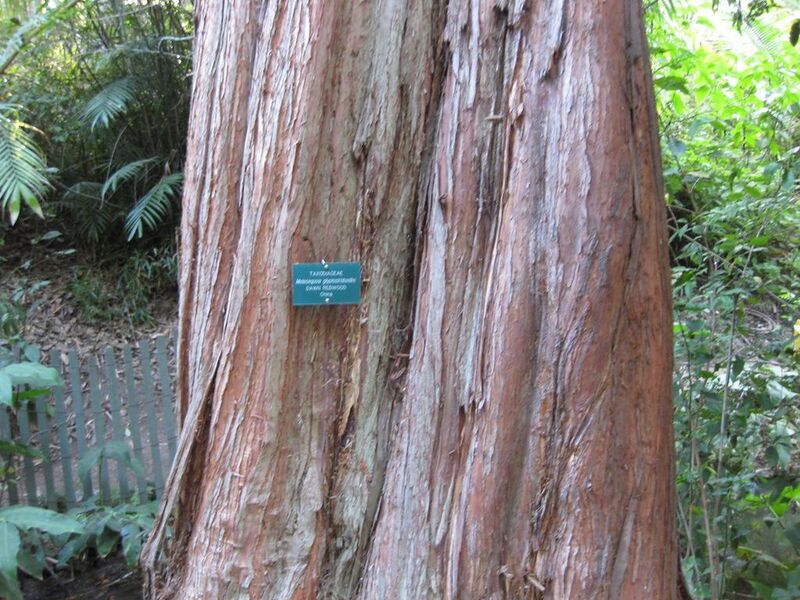 File:1024px-IMG 2776 ucla09.jpg