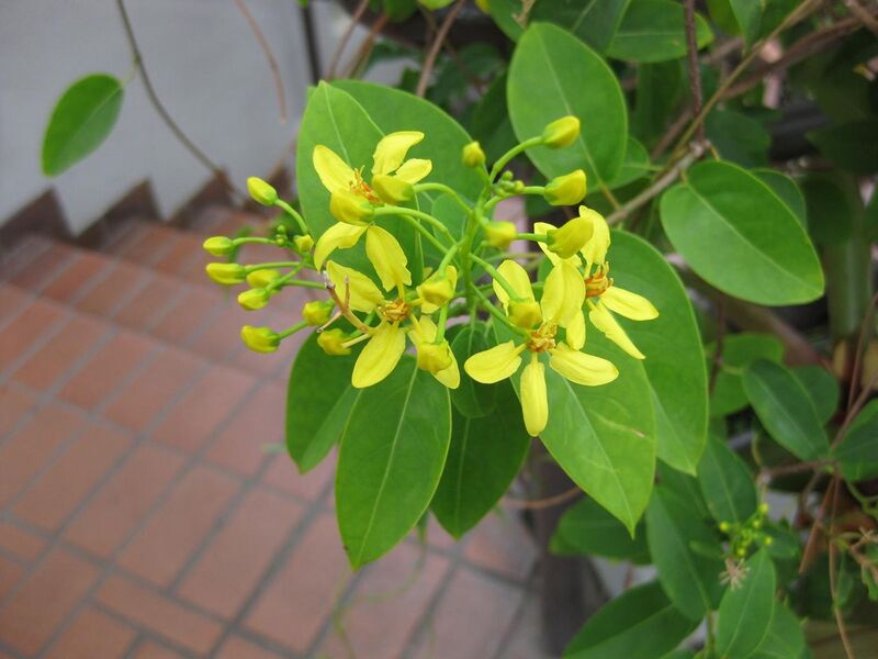 File:1280px-IMG 0878 bbg09.jpg