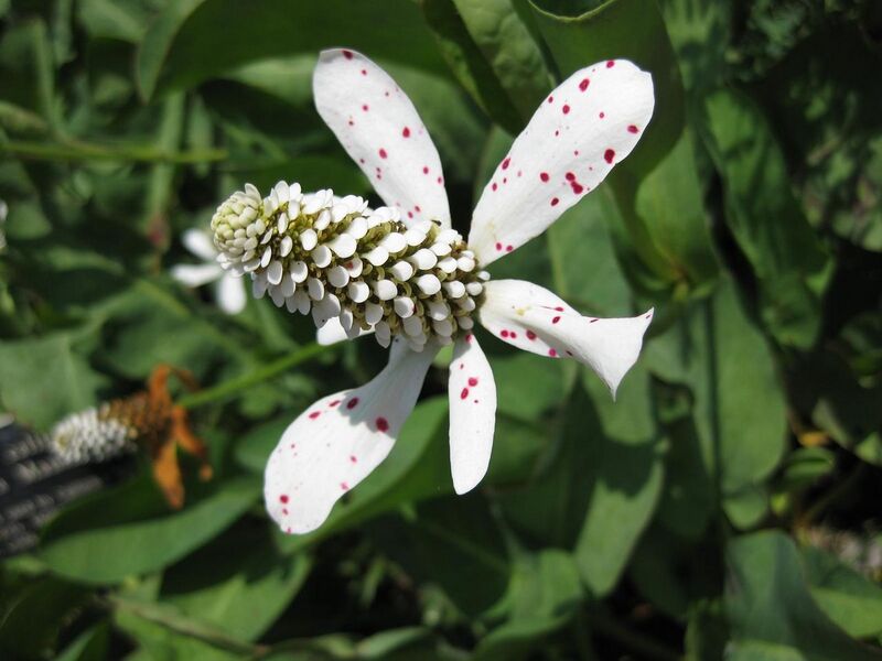 File:1280px-IMG 7631 hunt09jun.jpg