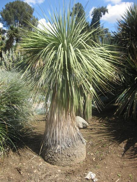 File:576px-IMG 2331 hunt0903.jpg