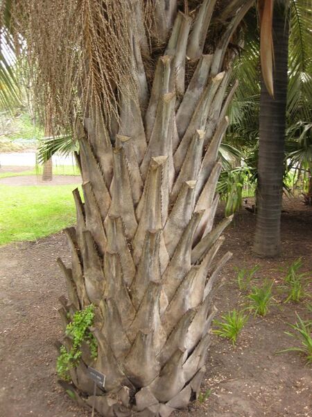 File:576px-IMG 4031 hunt0904.jpg