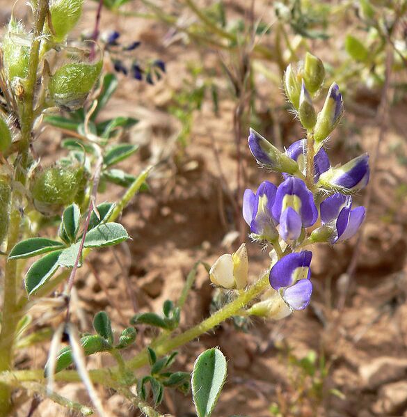 File:750px-Lupinus flavoculatus 2.jpg
