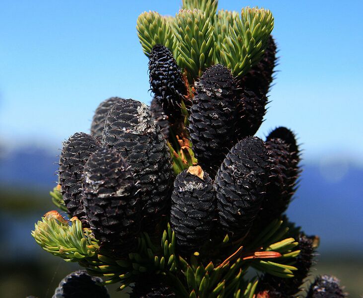 File:936px-Abies lasiocarpa youngcones.jpg
