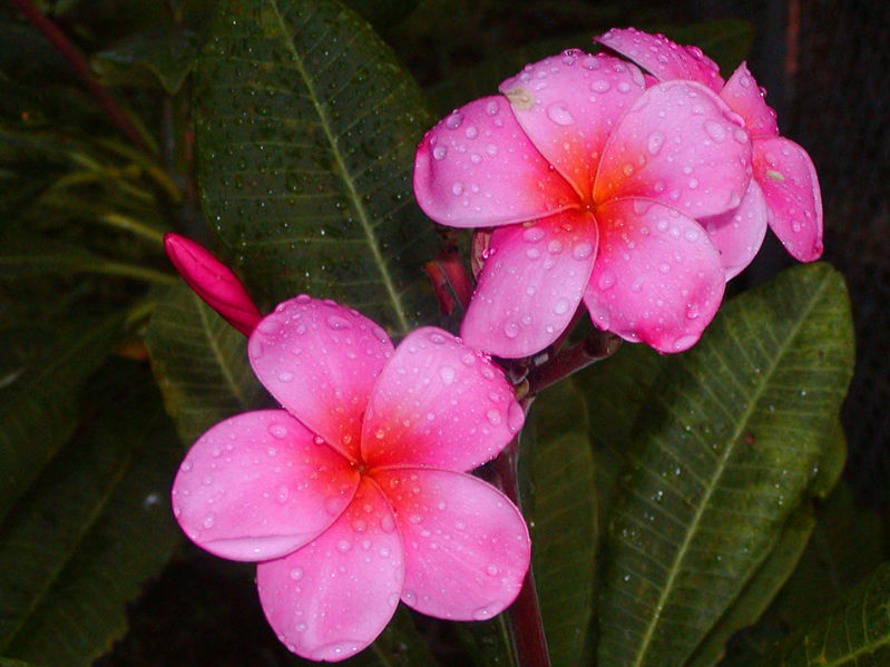 File:A Very Lucky Flower Photo Day-8536.jpg