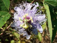 Passiflora incarnata flower and bee