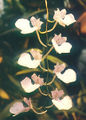 Thumbnail for version as of 11:07, 2 May 2007