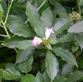 Thumbnail for version as of 17:25, 15 January 2010