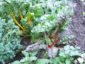 Thumbnail for version as of 15:39, 14 September 2007